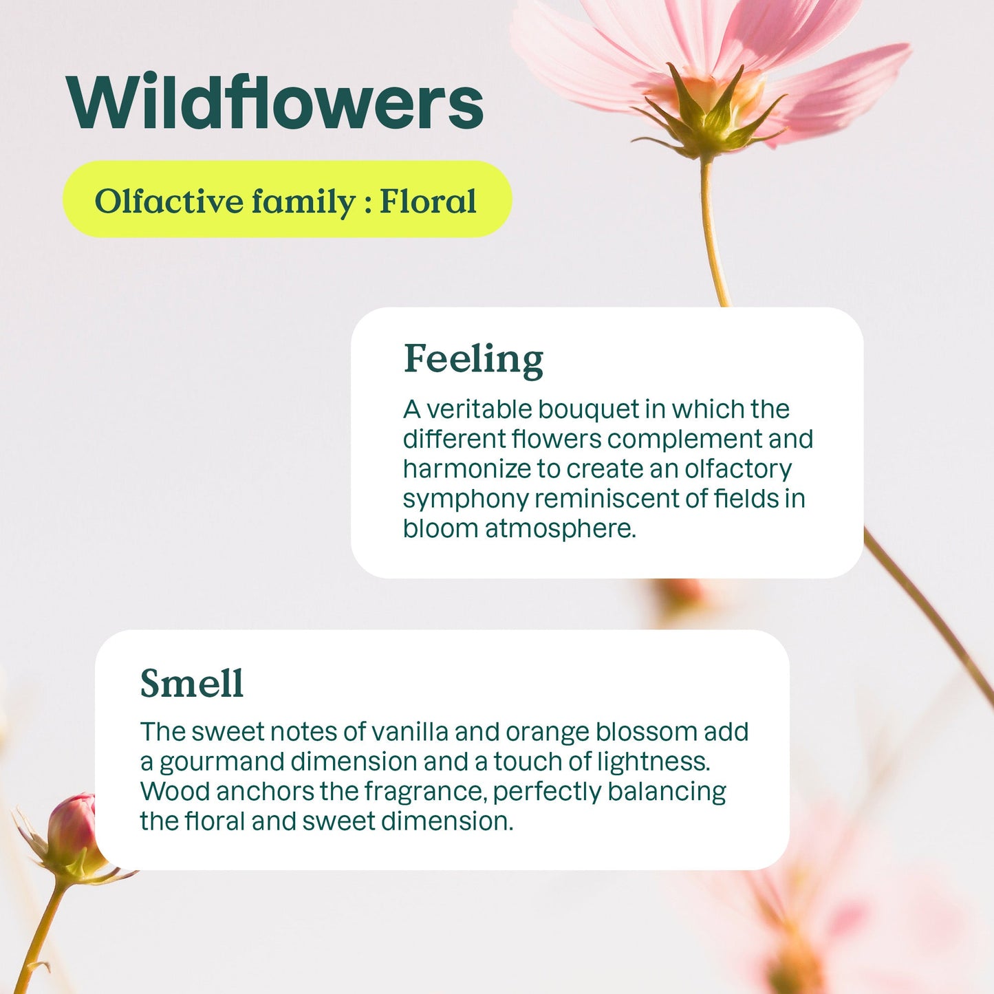 DISHWASHING LIQUID NATURE+ WILDFLOWERS